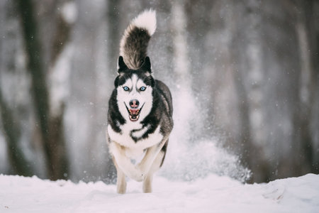 Siberian Husky Dog Running Outdoor In Snowy Field At Winter Day.の写真素材
