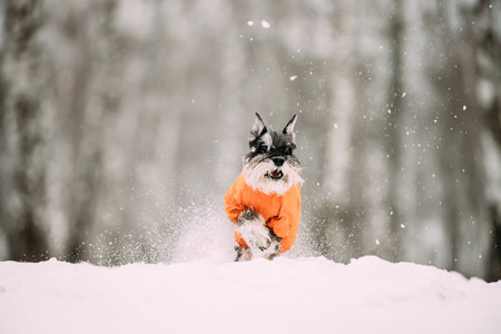 Miniature Schnauzer Dog Or Zwergschnauzer Sitting In Outfit Playing Fast Running In Snow At Winter Dayの写真素材