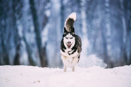 Siberian Husky Dog Running Outdoor In Snowy Field At Winter Day. Smiling Dogの写真素材