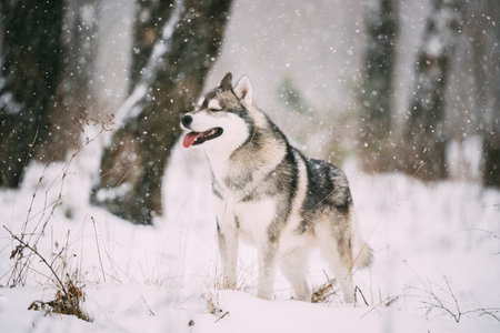 Siberian Husky Dog Walking Outdoor In Snowy Field At Winter Dayの写真素材