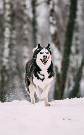 Siberian Husky Dog Funny Running Outdoor In Snowy Forest At Winter Dayの写真素材