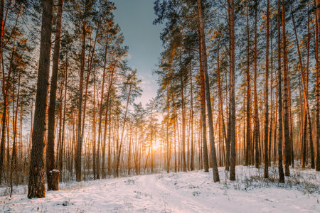 Sunset Sunrise Sun Sunshine In Sunny Winter Snowy Coniferous Forest. Sunlight Through Woods In Winter Forest Landscape.の写真素材