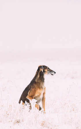 Hunting Sighthound Hortaya Borzaya Dog During Hare-hunting At Winter Day In Snowy Fieldの写真素材