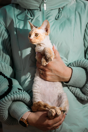Obedient Devon Rex Cat With White Orange Fur Color Sit On Hands. Curious Playful Funny Cute Amazing Devon Rex Cat. Cats Portrait. Amazing Happy Pets. Yellow Cat Eyes.の写真素材