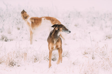 Two Russian Gazehound Hunting Sighthound Borzaya Dogs During Hare-hunting At Winter Day In Snowy Fieldの写真素材