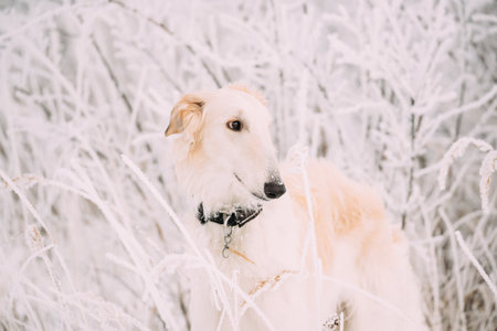 Russian Wolfhound Hunting Sighthound Russkaya Psovaya Borzaya Dog During Hare-hunting At Winter Day In Snowy Fieldの写真素材