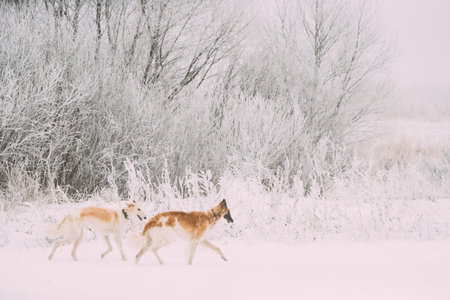 Two Russian Wolfhound Hunting Sighthound Russkaya Psovaya Borzaya Dogs During Hare-hunting At Winter...