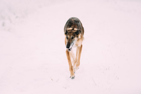 Hunting Sighthound Hortaya Borzaya Dog During Hare-hunting At Winter Day In Snowy Fieldの写真素材