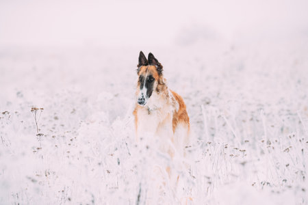 Russian Wolfhound Hunting Sighthound Russkaya Psovaya Borzaya Dog During Hare-hunting At Winter Day In Snowy Fieldの写真素材