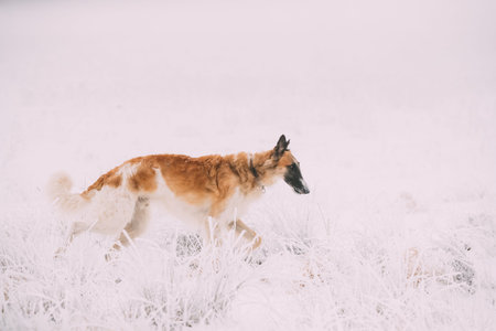 Russian Wolfhound Hunting Sighthound Russkaya Psovaya Borzaya Dog During Hare-hunting At Winter Day...