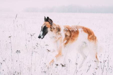 Russian Wolfhound Hunting Sighthound Russkaya Psovaya Borzaya Dog During Hare-hunting At Winter Day In Snowy Fieldの写真素材