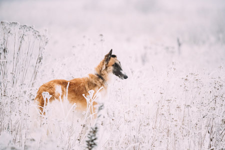 Russian Wolfhound Hunting Sighthound Russkaya Psovaya Borzaya Dog During Hare-hunting At Winter Day...