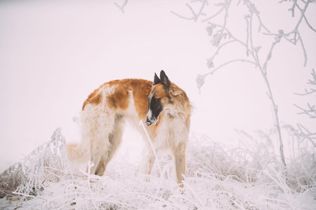 Russian Wolfhound Hunting Sighthound Russkaya Psovaya Borzaya Dog During Hare-hunting At Winter Day...