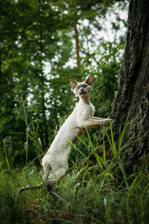 Cat Climbing the Tree, Embracing the Wilderness Spirit