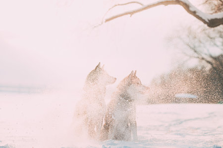 Two Siberian Husky Dogs Shrouded In Flying Snow Particles. Dogs Sitting Together Outdoor In Snowy Park At Sunny Winter Day. Pet Outdoors At Winter Seasonの写真素材