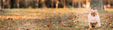 Young Red Puppy Pomeranian Spitz Puppy Dog Play Outdoor In Autumn Grassの写真素材