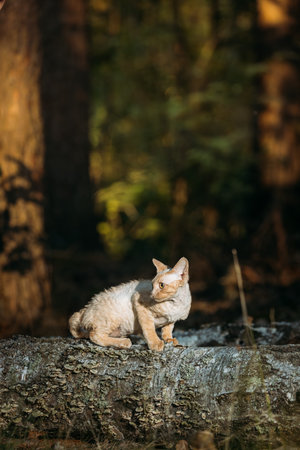 Cute Curious Playful Beautiful Devon Rex Cat sitting on tree trunk in forest, garden. Obedient Devon...