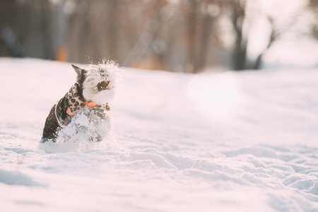 Funny Miniature Schnauzer Dog Or Zwergschnauzer In Outfit Playing Fast Running In Snow Snowdrift At...