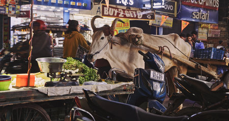 Ox cart at Delhi night market surrounded by trafficのeditorial素材