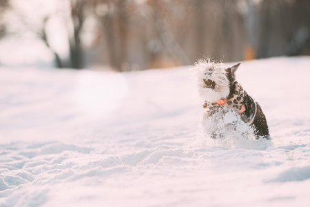 Funny Miniature Schnauzer Dog Or Zwergschnauzer In Outfit Playing Fast Running In Snow Snowdrift At Winter Dayの写真素材