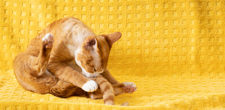 Red Ginger Devon Rex Cat. Short-haired Cat Of English Breed On Yellow Plaid Background. Shorthair Pet Washing Pawsの写真素材