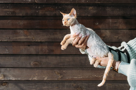 Obedient Devon Rex Cat With White Orange Fur Color Sit On Hands. Curious Playful Funny Cute Amazing...