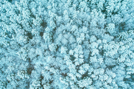 Aerial view of blue snow pine coniferous forest in landscape in winter. Top view flat view from...