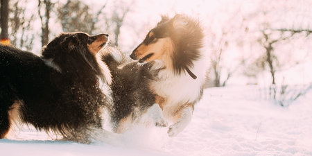 Tricolor Rough Collie, Scottish Collie, English Collie Dogs Running Together Outdoor In Snowy Park...