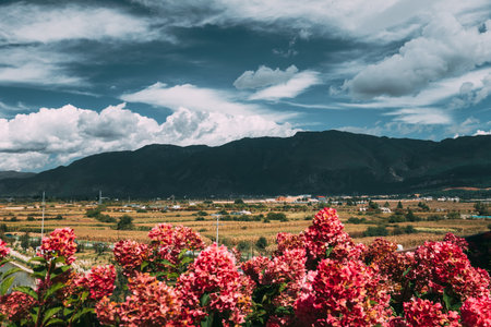 Autumn fields and hydrangeas below Yulong Snow Mountainの写真素材