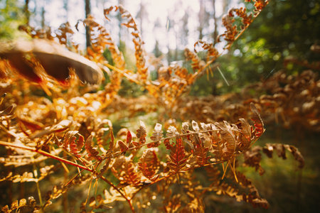 Dry Fern Fronds in Autumn Golden Lightの写真素材