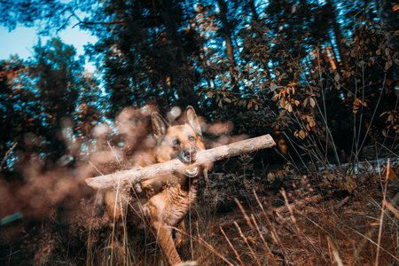German Shepherd Dog Carrying Stick Dynamic Motion Forest Scene with Bokeh
