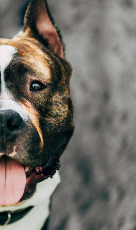 American Staffordshire Terrier Outdoor