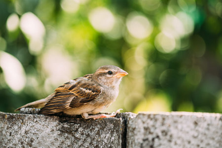 House Sparrow (Passer Domesticus) On Fence. quiet young sparrow resting on a rough stone wall outdoors.