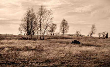 Leafless trees  Expressiveness of line graphs の写真素材