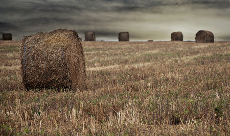 Wheat harvest - Bales of straw on the field before coming storm  