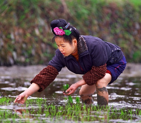 GUIZHOU, CHINA - APRIL 18  Spring field work in rice fields of China, April 18, 2010  Woman with rose in her hair, stands knee-deep in water, and is holding rice seedlings  Xijiang, Leishan County のeditorial素材