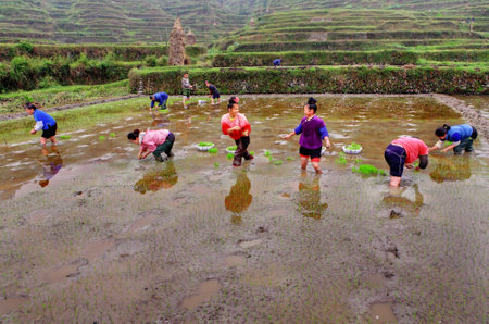 Xijiang village, Leishan County, Guizhou, China - April 18, 2010: Spring field work in southwestern China, April 18, 2010. Chinese farmers are planting rice seedlings into soil. Women stand knee-deep in water in rice field, a peasant farm.のeditorial素材