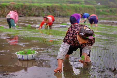 Xijiang village, Leishan County, Guizhou, China - April 18, 2010: Spring planting rice in Guizhou Province, April 18, 2010. Chinese woman stands knee-deep in water of rice field and holding a rice seedlings.のeditorial素材