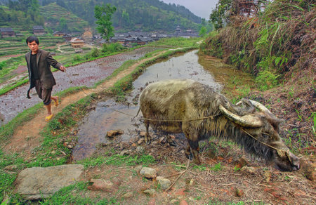 Zengchong village, Guizhou, China - April 12, 2010  Chinese peasant farmer, tiller of leads water buffalo in the field, April 12, 2010  Asian agrarian farmer leads on rope water buffalo のeditorial素材