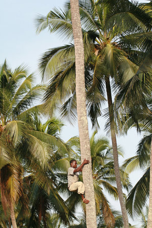 Zanzibar, Tanzania - February 18, 2008: One unknown young African man, approximate age 25-30 years climbs palm tree.のeditorial素材