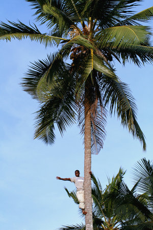 Zanzibar, Tanzania - February 18, 2008: One unknown young African man, approximate age 25-30 years  waves his hand from the top of a coconut tree.のeditorial素材