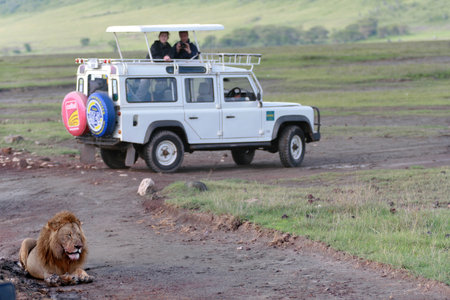 Ngorongoro Conservation Area , Tanzania - February 13, 2008: Tourists watching wild lion, while in white jeep during jeep safari to the national parks of Tanzania.のeditorial素材