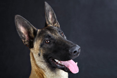 Close-up face of the domestic dog,  malinois belgian shepherd dog studio portrait on gray...