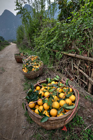 Yangshuo, Guangxi, China - March 29, 2010: Wicker basket filled with freshly harvested harvest fresh ripe oranges citrus fruits, standing on roadside near orchard, in front of  karst hills of Guilin.のeditorial素材