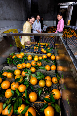 Yangshuo, Guangxi, China - March 31, 2010: Fruit handling systems, oranges on a conveyor belt, women farmers work on the processing of citrus crop, Farm products, the production of Chinese oranges.のeditorial素材