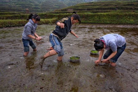 Xijiang miao village, Guizhou Province, China - april 18, 2010: Chinese schoolgirl working on flooded farmers field, three Asian girls are busy planting rice.のeditorial素材