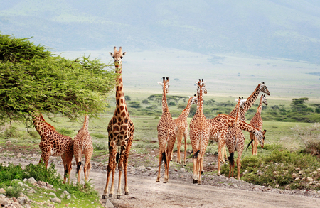 Wildlife Africa, the group of giraffes crossing the road in the Serengeti National Park.の写真素材