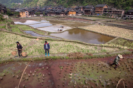 Zhaoxing Dong Village, Guizhou Province, China -  April 8, 2010: Peasant working in rice paddies  near chinese ethnic minorities village.のeditorial素材