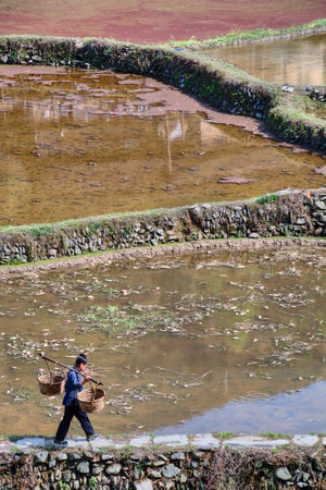 Zhaoxing Dong Village, Guizhou Province, China -  April 8, 2010: Chinese woman carries empty wicker basket on the beam, passing the flooded rice fields in spring time.のeditorial素材