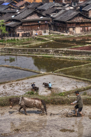 Zhaoxing Dong Village, Guizhou Province, China -  April 8, 2010: Cultivated land, the farmer tills the ground to flooded rice field, using the power of the horse.のeditorial素材